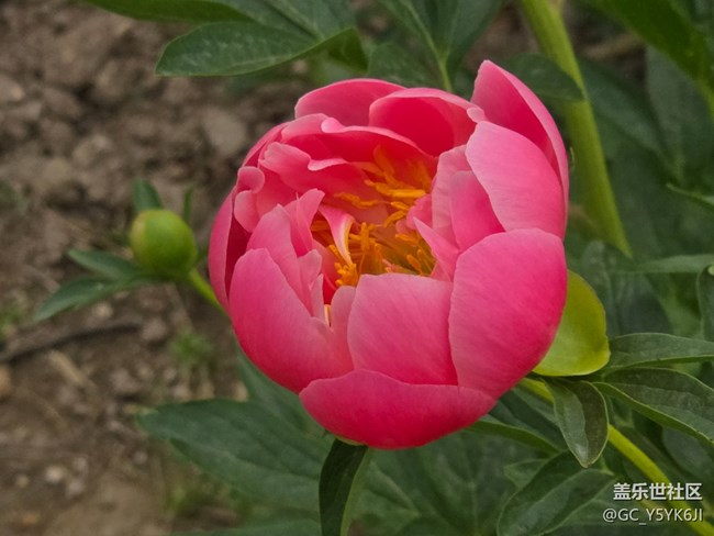 【牡丹园线下摄影活动】+花开富贵
