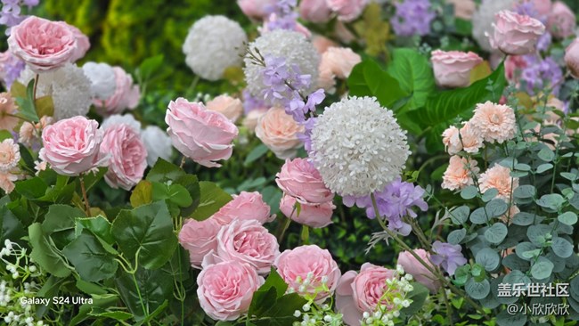 【早春物语】花朵绽放