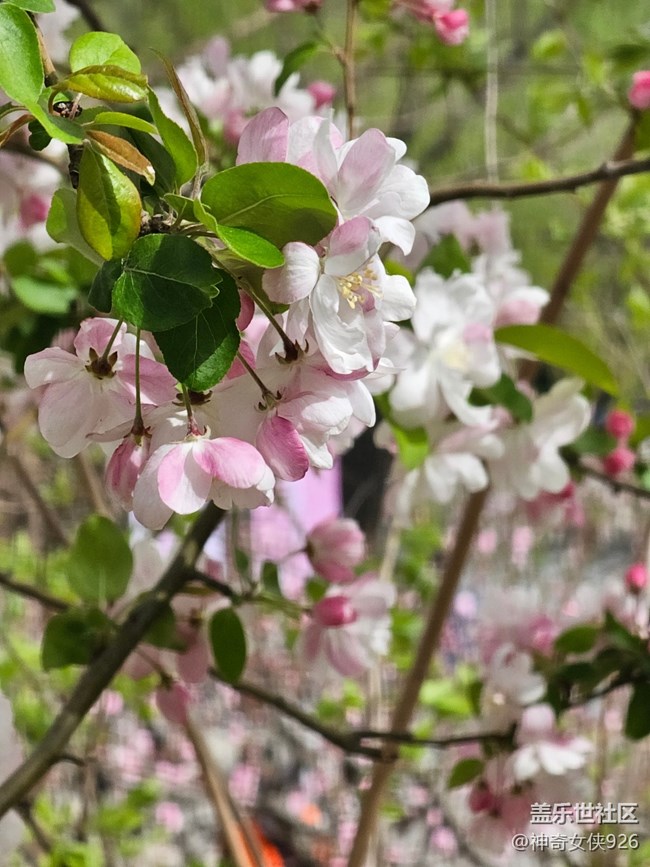 【拈花拾趣】点红