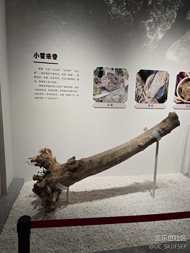 【三星镜头下的非遗】探寻非遗瑰宝，领略岭南风情