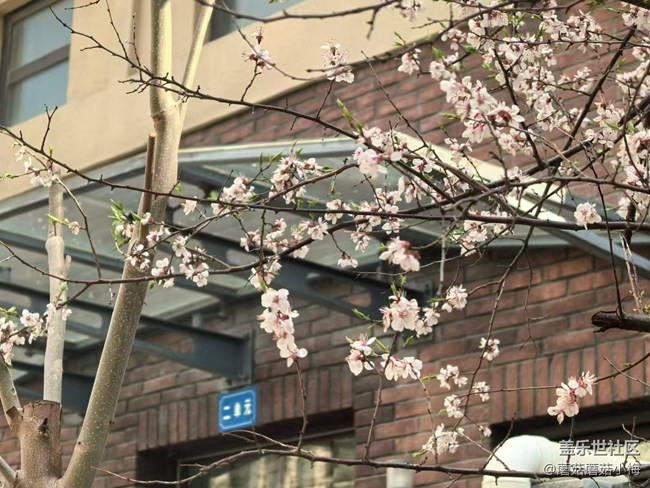 【春风得意时】迎接园区内的春天