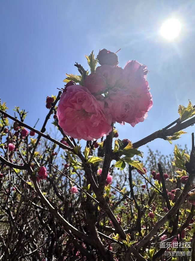 【春风得意时】踏青风景美如画
