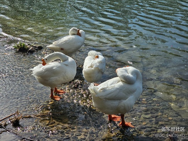 【拈花拾趣】春晓