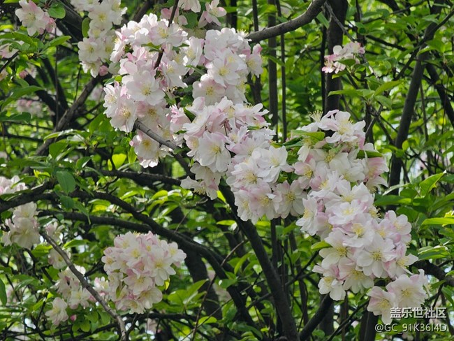 【拈花拾趣】院景