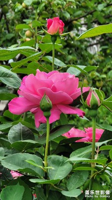 月季花开正当时