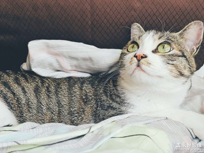 小猫的日常