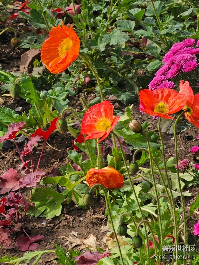 【拈花拾趣】小花