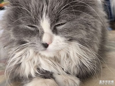 【拍有创意】+猫咪与世界