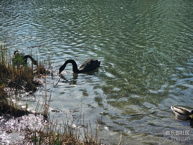 【拈花拾趣】春晓