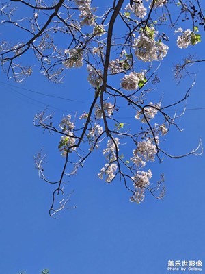 【拍有创意】+桐花朵朵