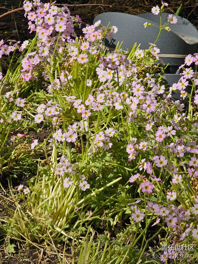 【拈花拾趣】小花