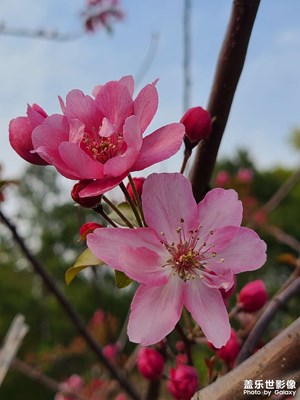 【拍有创意】盛开的花朵