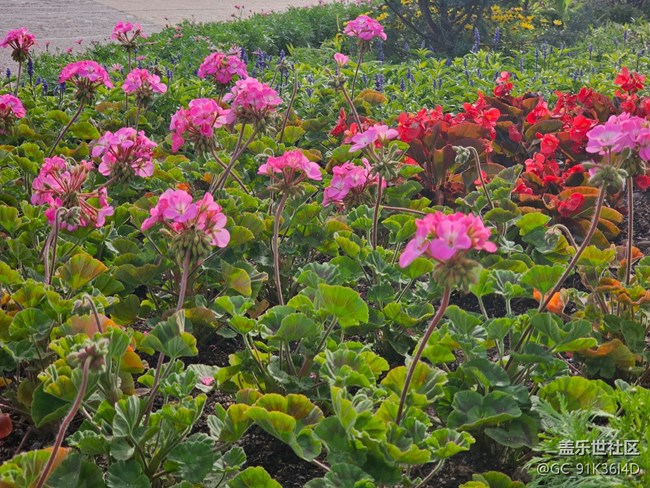 【拈花拾趣】春晓