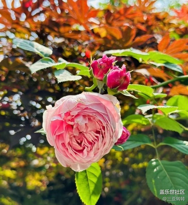 【春色撩人】美丽春天