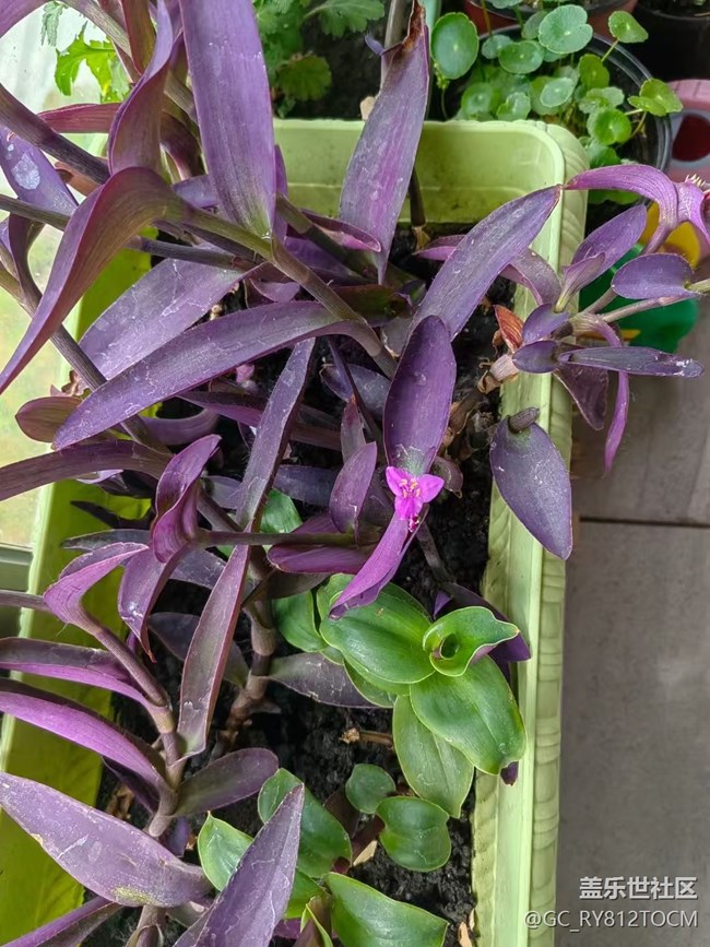 【春日盛景】阳台春景