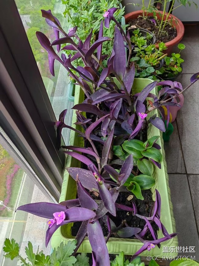 【春日盛景】阳台春景