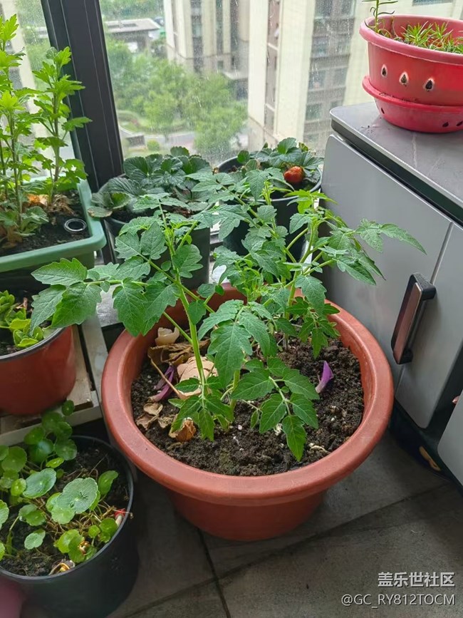 【春日盛景】阳台春景