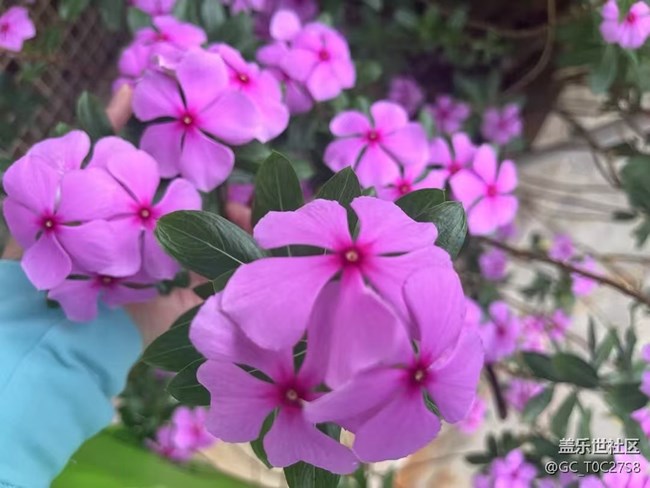 【Galaxy影像】#踏青+赏花, 追忆