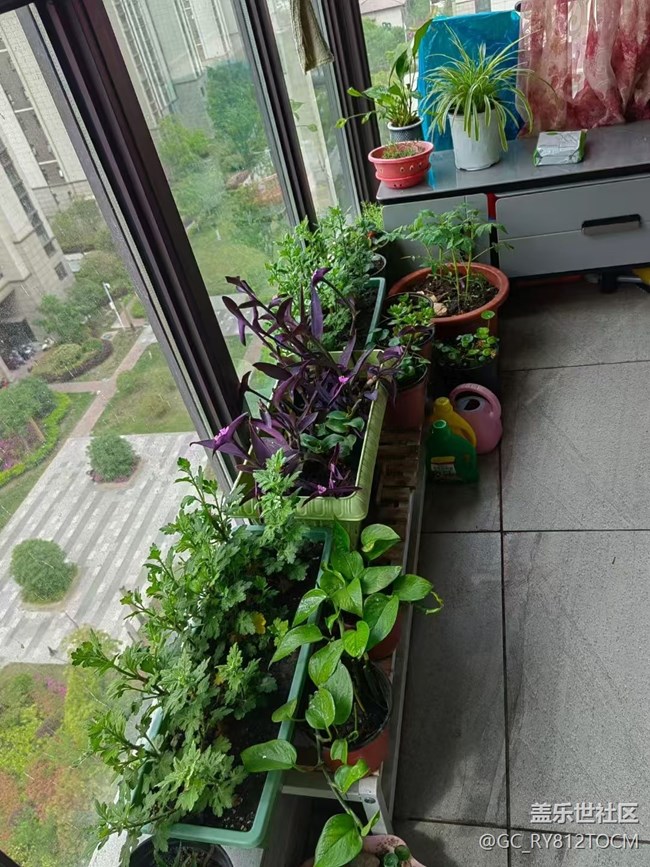 【春日盛景】阳台春景