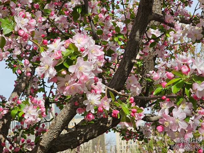 【拈花拾趣】众花美