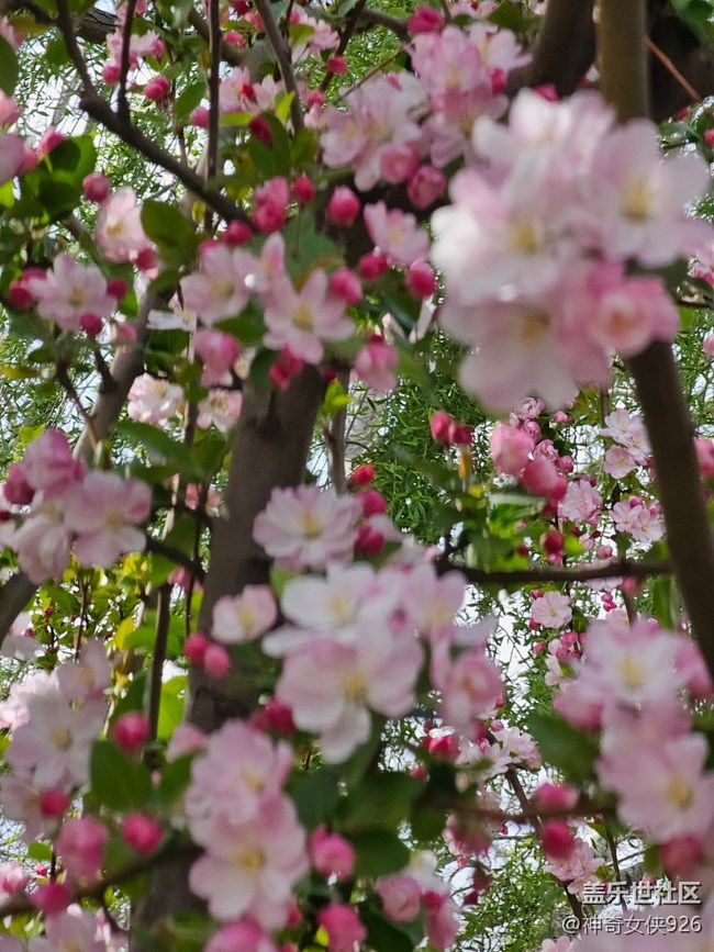 【拈花拾趣】绿叶中藏娇