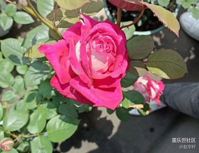 【春色撩人】花开