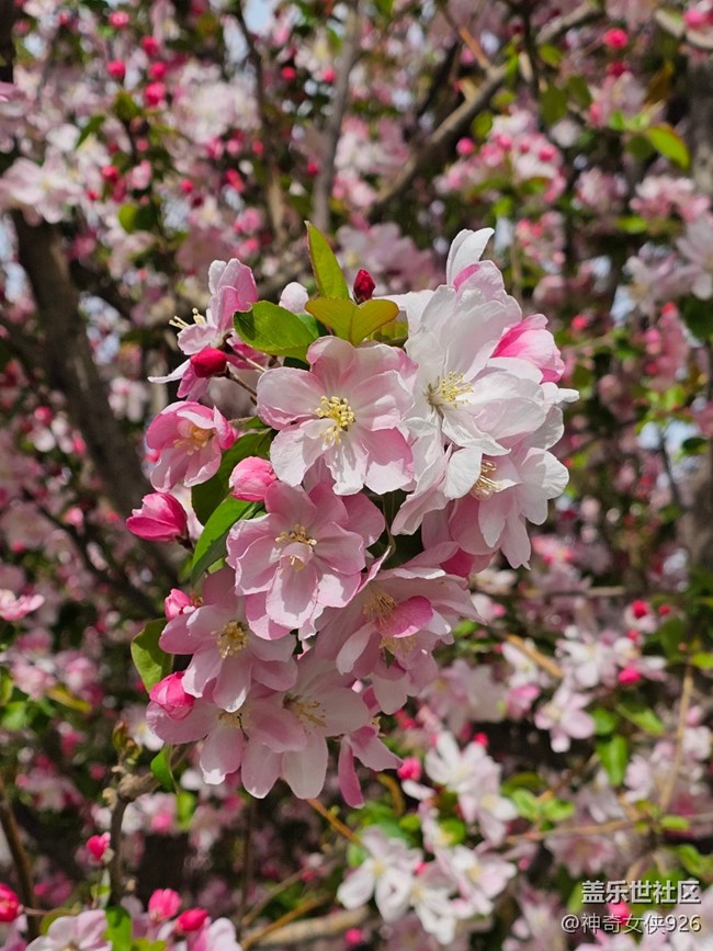 【拈花拾趣】红粉相间