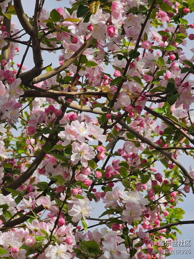 【拈花拾趣】众花美