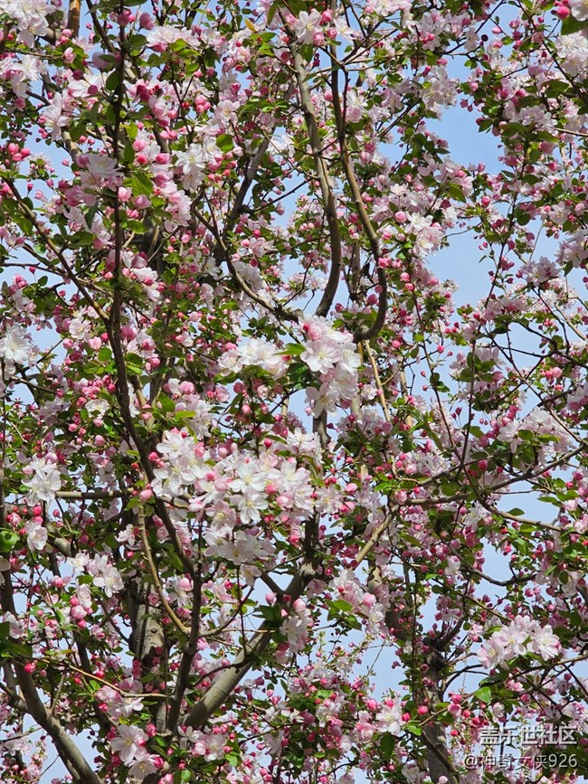 【拈花拾趣】绿叶中藏娇