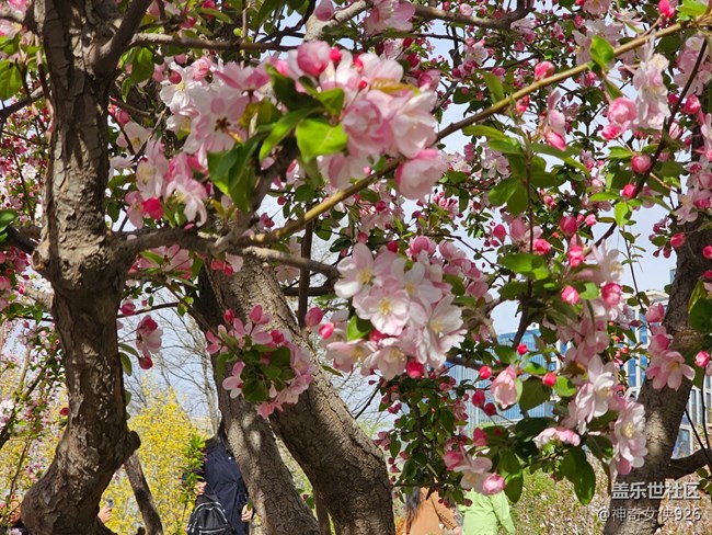 【拈花拾趣】红粉相间