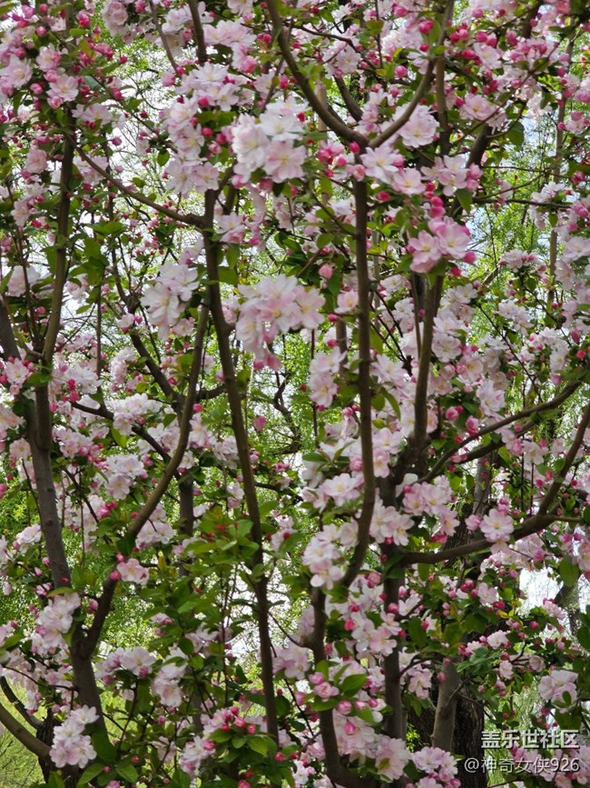 【拈花拾趣】绿叶中藏娇