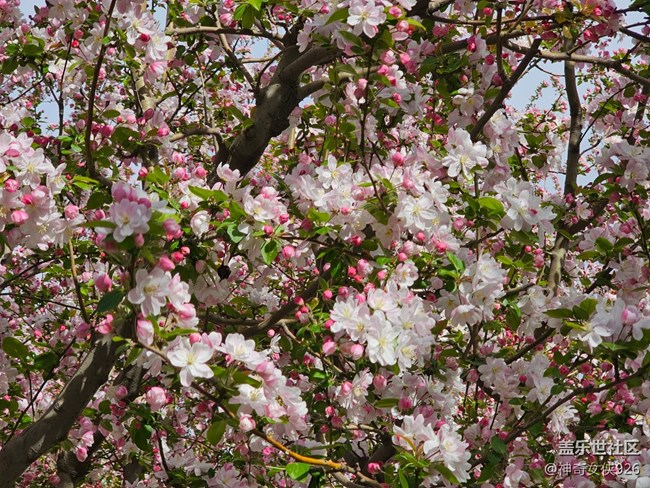 【拈花拾趣】众花美