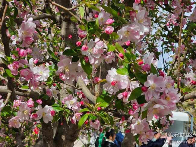 【拈花拾趣】众花美
