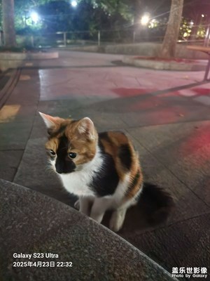 小猫咪