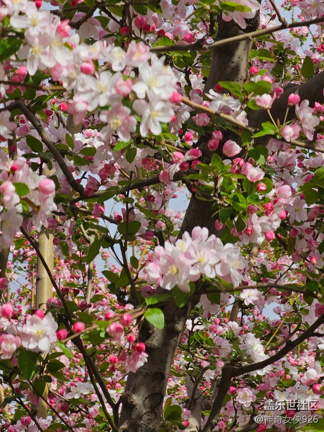 【拈花拾趣】绿叶中藏娇