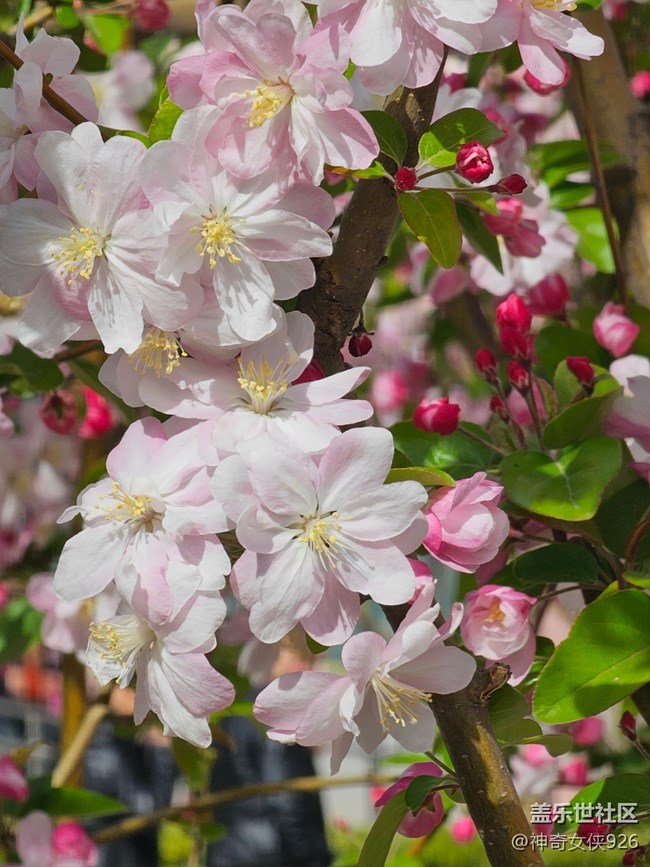 【拈花拾趣】花娇