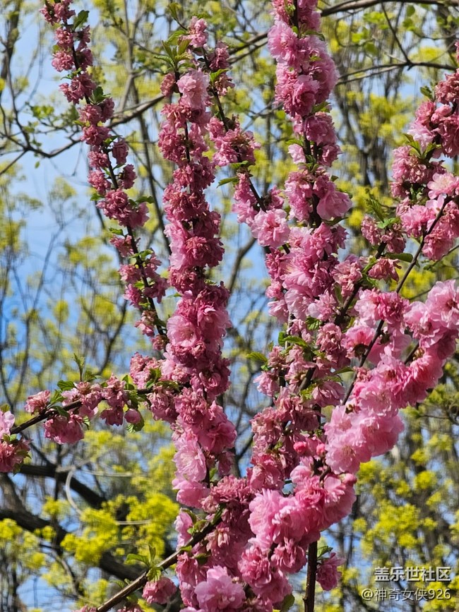 【拈花拾趣】花树