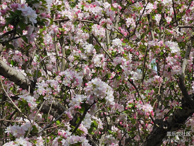 【拈花拾趣】春暖花开