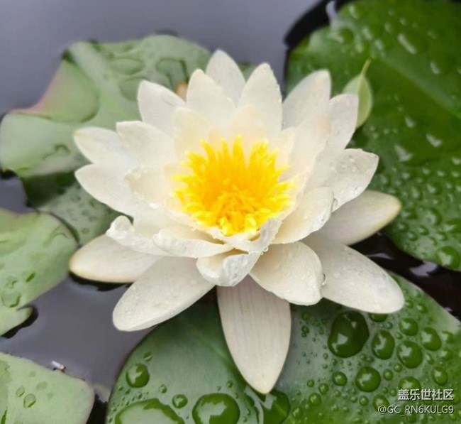 【春色撩人】花期