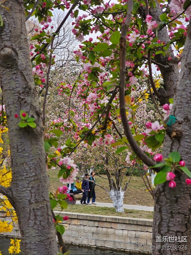 【拈花拾趣】隔岸观花