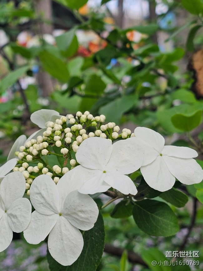 【拈花拾趣】花开林间