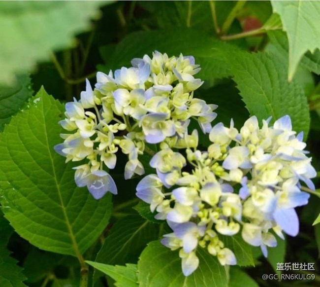 【春色撩人】花期