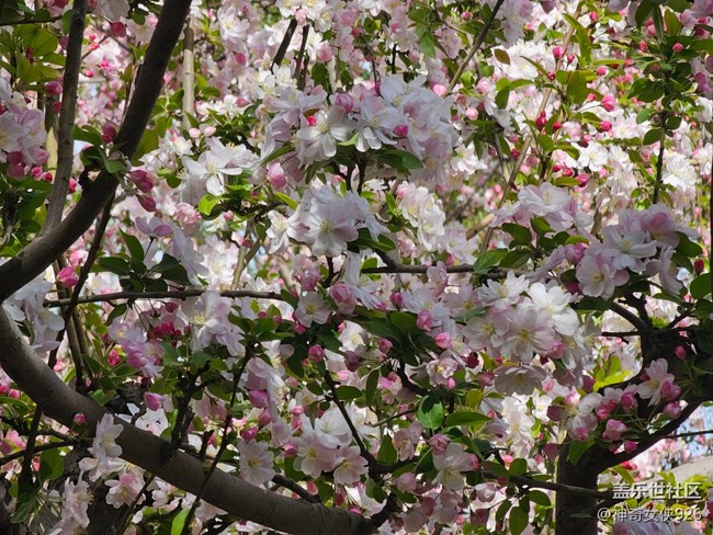 【拈花拾趣】春暖花开