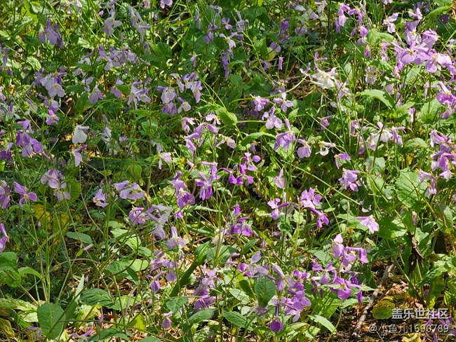 【拈花拾趣】花舞