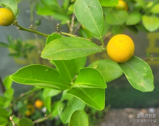 【春色撩人】小橘子