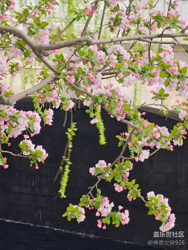 【拈花拾趣】隔岸观花