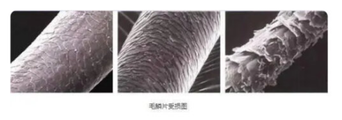 每天用电吹风吹头发有危害吗？留心打结分叉四大内幕弊端