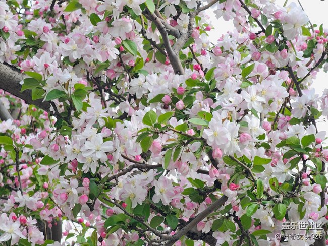 【拈花拾趣】春花开