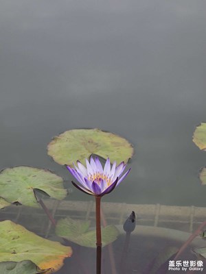 睡莲