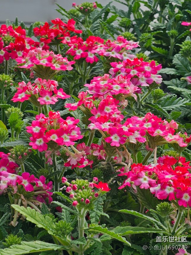 【拈花拾趣】花舞
